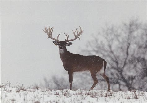 Whitetail Deer In Snow Wallpaper