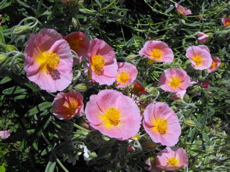 Rock Rose Ground Cover Grows On You