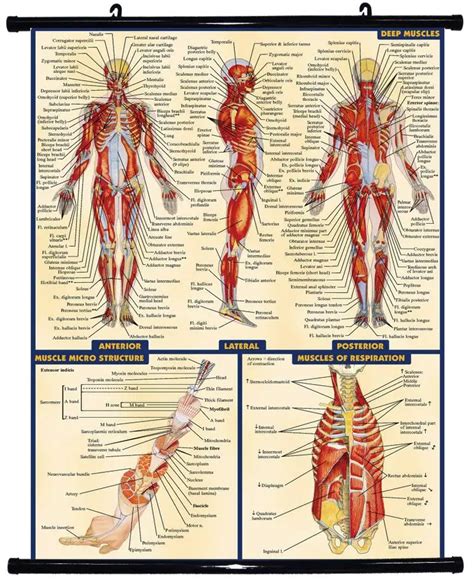 The Human Muscular System Laminated Anatomy Chart Sistema Muscular My