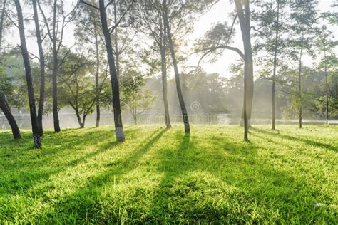 Beautiful Shadows Of Trees On Green Grass In Park Stock Image Image