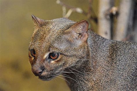 1000 Images About Felidae 27 Jaguarundi Eyra Cat Puma Yagouaroundi
