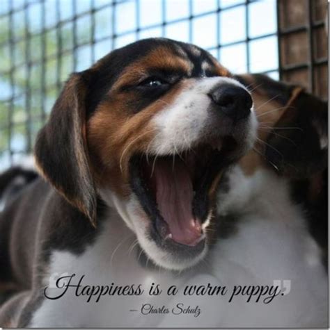 Quotes On Loving Your Pet. QuotesGram