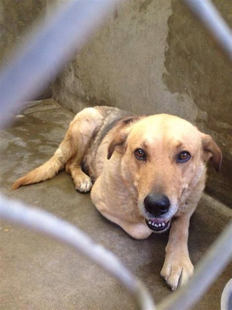Inadequate care and grooming leads to short hair. OWNER SURRENDER!! URGENT Golden Retriever mix male5-7 ...