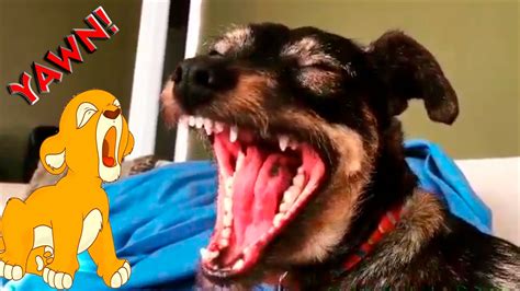 Dog Yawning Compilation 1 Funny Videos Animals 2017 Youtube