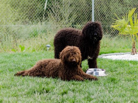 Spanische wasserhunde perro de agua espanol sind fröhliche, aktive, sportliche hunde mit locken. Spanischer Wasserhund im Rasseportrait | ZooRoyal Magazin