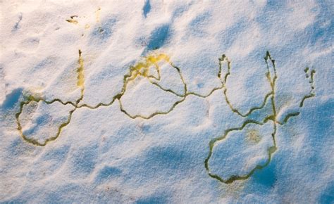The Causes And Dangers Of Yellow Snow