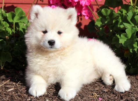 How Much Does It Cost To Own A Samoyed