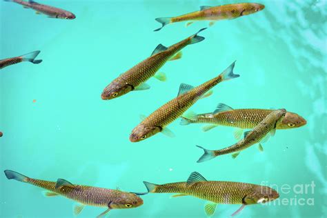 Fish School In Turquoise Lake Plitvice Lakes National Park Croatia