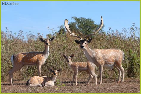 Nouveautés 2019 Animaux De La Forêt 👍👌😊😍 Animaux Et Statues En