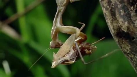 Female Praying Mantis Eats Mates While Mating The Dance Of Death Youtube