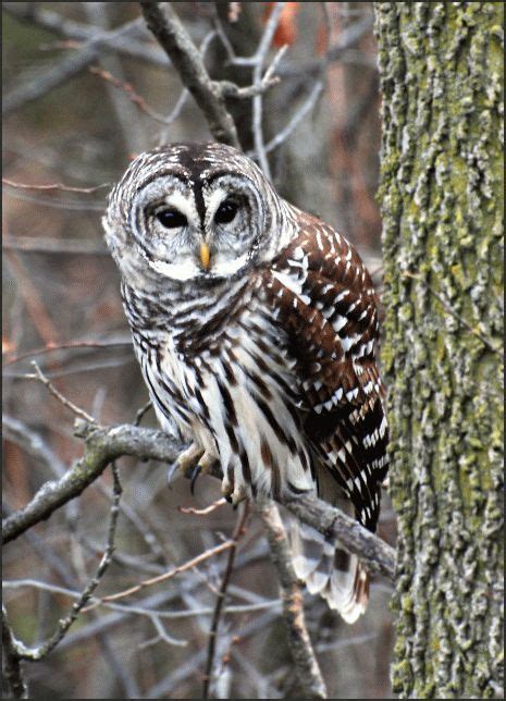 Barred Owl Сова