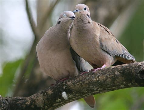 Cute Dove Wallpapers 3