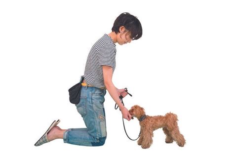 【専門家が解説】犬の「おすわり」の教え方＆できないときの解決策｜いぬのきもちWEB MAGAZINE