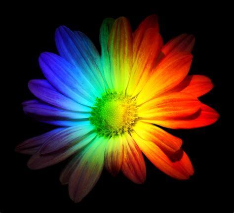 Bright Colors Images Rainbow Flowers Wallpaper And Background Photos