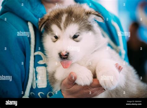 Alaskan Malamute Puppy Hi Res Stock Photography And Images Alamy