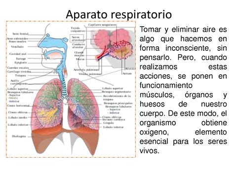 El Aparato Respiratorio O Sistema Respiratorio Es El Encargado De Images