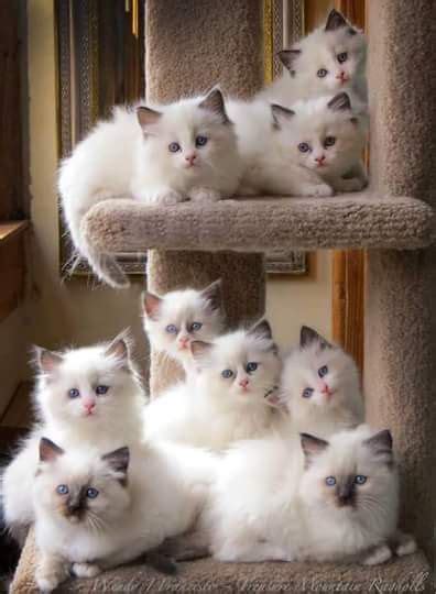 Pin By Amy Harmeier On Ragdoll Cats Kittens Cutest Cute Cats Cute