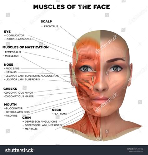 Muscles Of The Female Face And Neck Structure Physiology Study Diagram