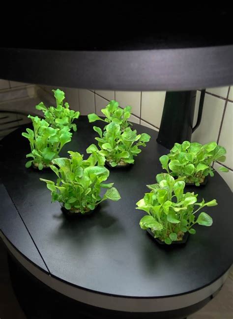 How To Start Aeroponic Vertical Farming A Step By Step Guide For Beginners