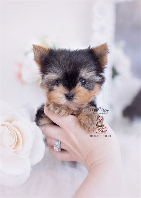 Yorkies By Teacup Puppies Teacup Puppies And Boutique