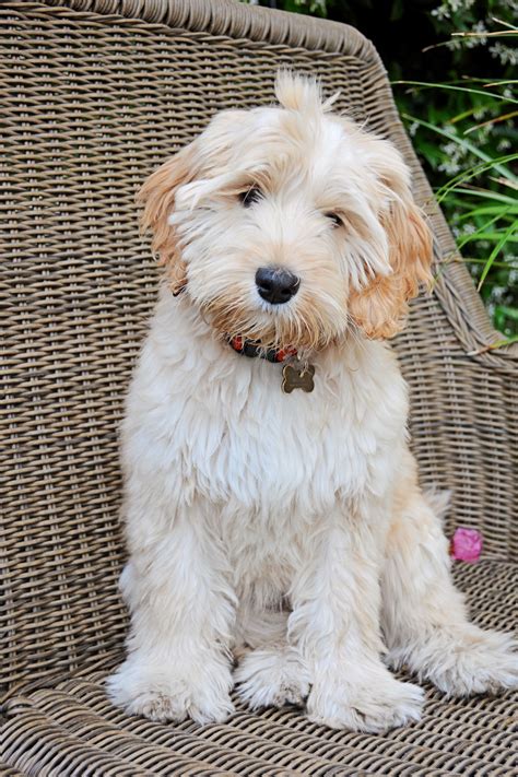 Our Medium Australian Labradoodle Puppy Bella At 3 12 Months Cutest