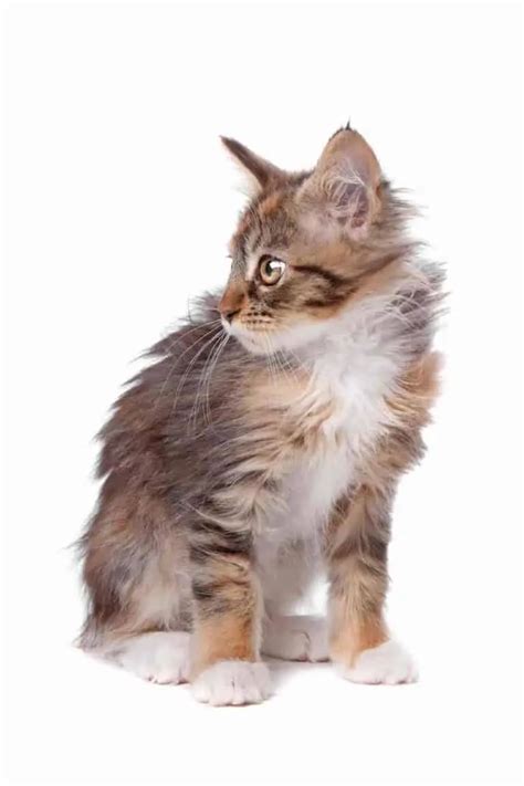 Domestic Longhair Cat Vs Maine Coon Know The Differences