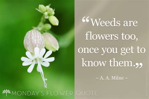 Maybe you would like to learn more about one of these? Flower Quote Weeds Are Flowers Too Floating Petals Flower Photography