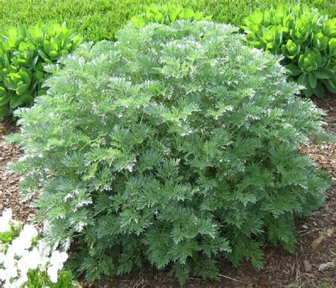 Know : 30 Mosquito Repellent Plants - PROPEL STEPS