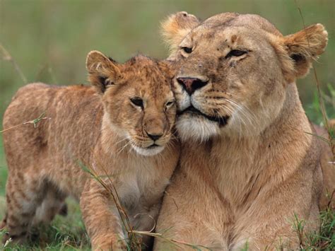 Top 131 Mothers Of Wild Animals