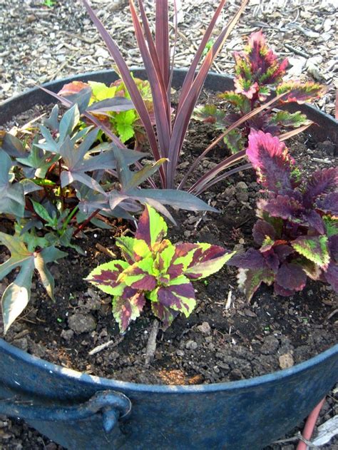 Gardening & lawn care : Flowers For Full Sun Heat | pot contains four types of ...