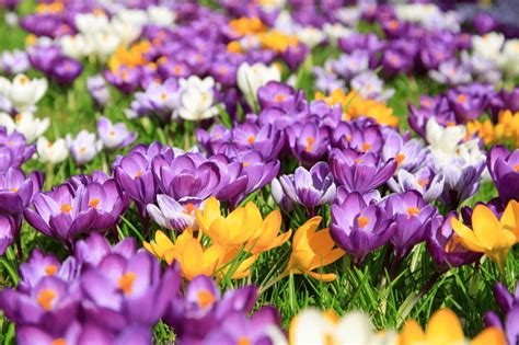 Steps for Preparing Bulbs for Spring Blooming - Wohomen
