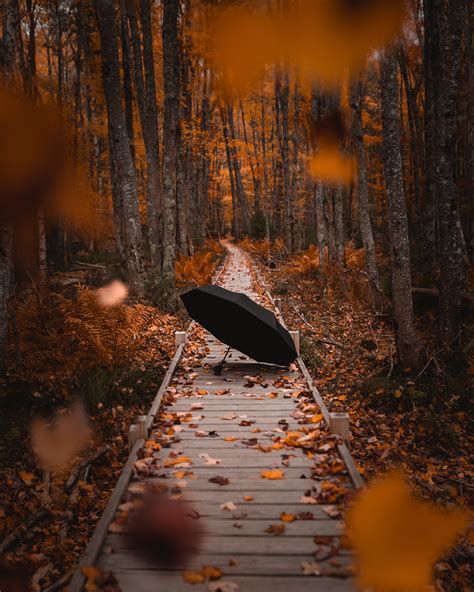 Stunning Fall Photos From Acadia National Park