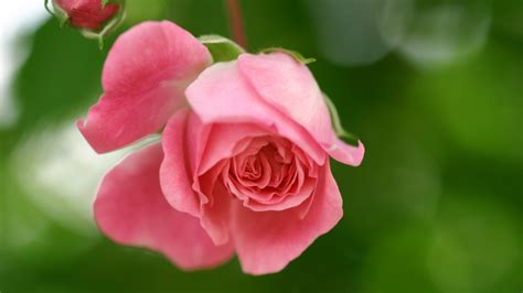 1920x1080 1920x1080 Petals Rose Nature Greens Bud Pink Flower