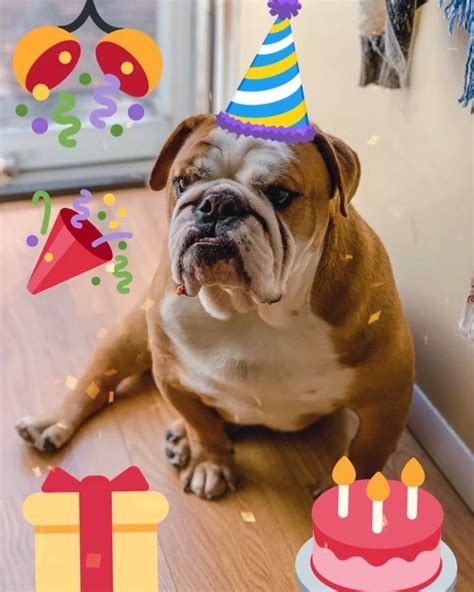 You are special and i hope that you float through the day with a big smile on your face. 🐶Sully🐶 on Instagram: "I turn 4 years old today! Happy ...