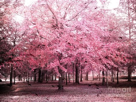 Surreal Pink Tree Landscape South Carolina Pink Nature Landscape
