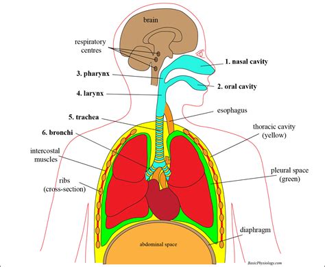 Anatomy Labeled Respiratory System Chart Clipart 7116 Classroom Clipart Images And Photos Finder