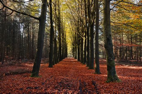 Nature Archives Public Domain Images Free Stock Photos