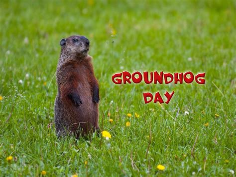Groundhog Day 2020 Wallpapers - Wallpaper Cave
