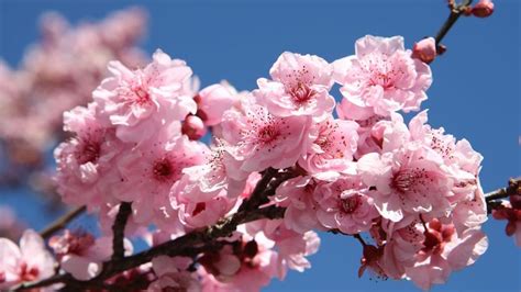 Sydney Cherry Blossom Festival Buy Tix Online And Win A Trip To Japan