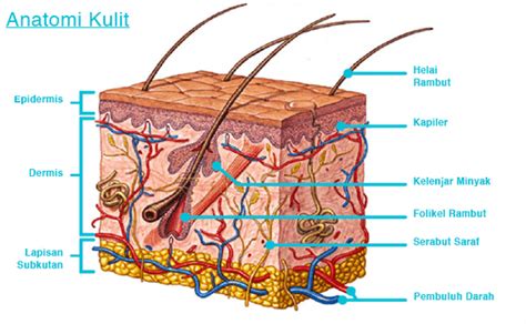 Sistem pencernaan manusia terdiri dari organ utama, berupa saluran pencernaan dan organ tambahan. Makalah Sistem Ekskresi Pada Manusia Beserta Gambarnya
