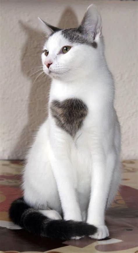108 Best Heart Markings On Animals Images On Pinterest Cutest Animals