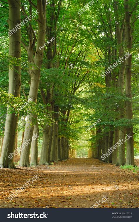 A Beautiful Straight Path In A Green Environment While