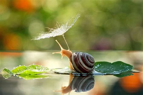 Ukranian Photographer Infiltrates The Magical Kingdom Of Snails And It