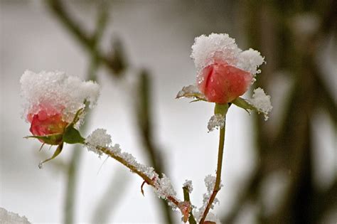 Rose Im Schnee Foto And Bild Archiv Projekte Naturchannel
