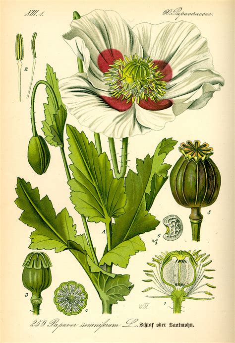 Opium Poppy Botanical Drawings Papaver Somniferum Opiate Addiction