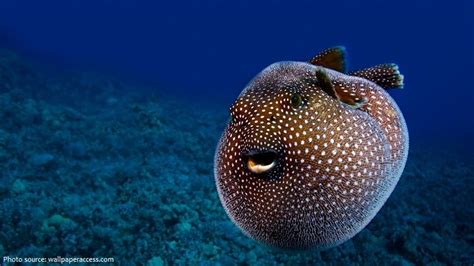 Interesting Facts About Pufferfish Just Fun Facts