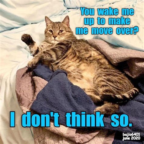 It Doesnt Work That Way Lolcats Lol Cat Memes Funny Cats