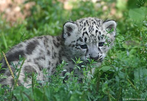 Snow Leopard Image Only