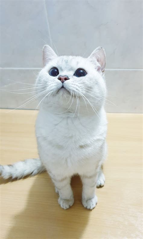 Showclass British Shorthair Kitten For Sale Adoption From Nw York New