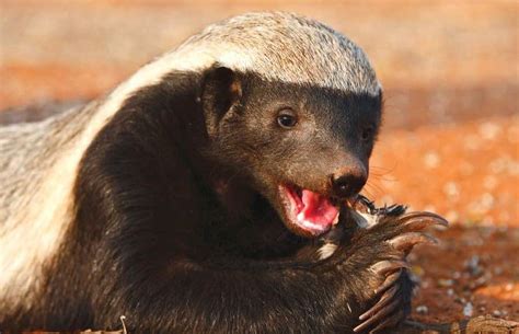 Honey Badger Teeth And Bite Force Animal Facts Blog